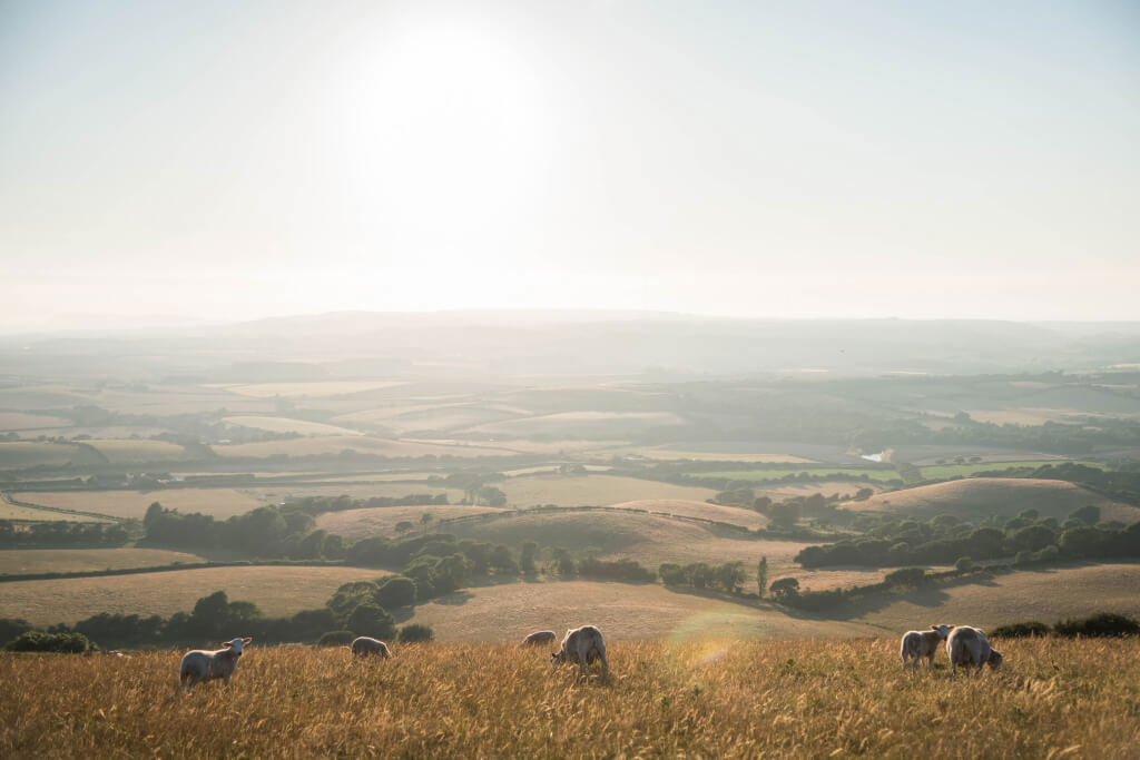 Photo of a golden field under a bright sun in the Isle of Wight